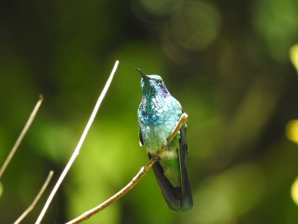 blue and green bird on brown stem