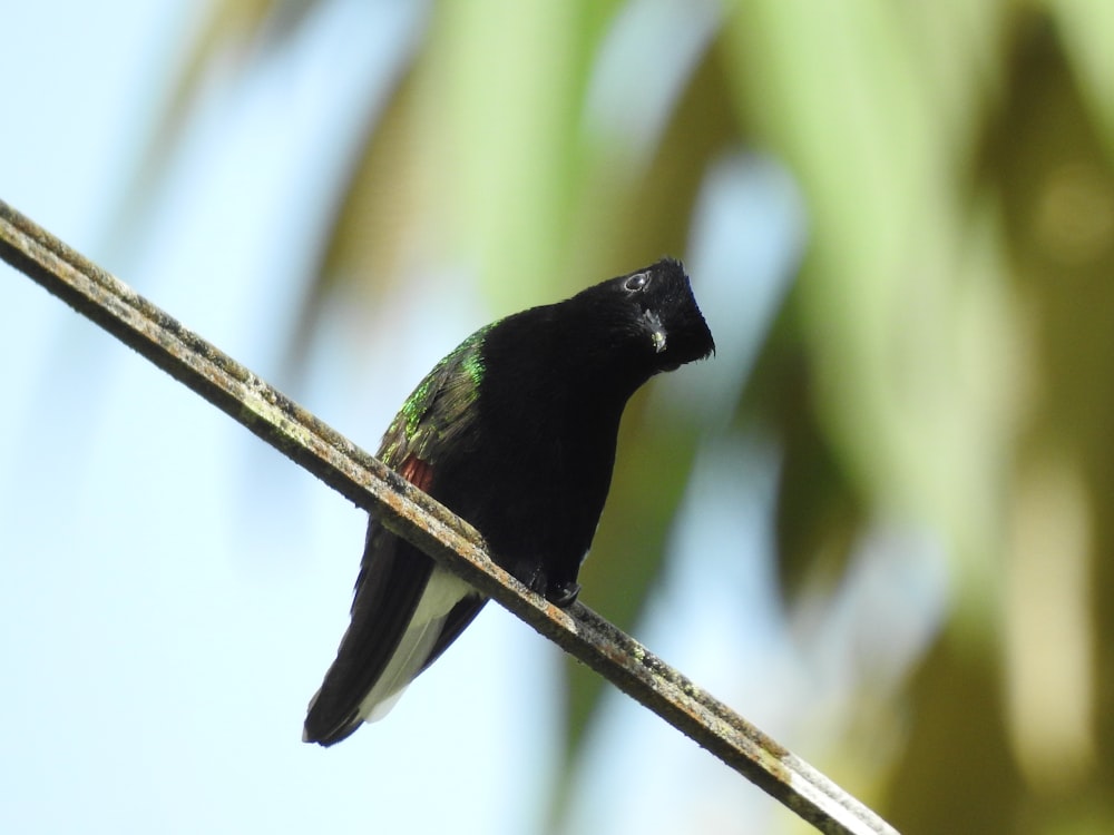 pássaro preto e verde no galho da árvore durante o dia
