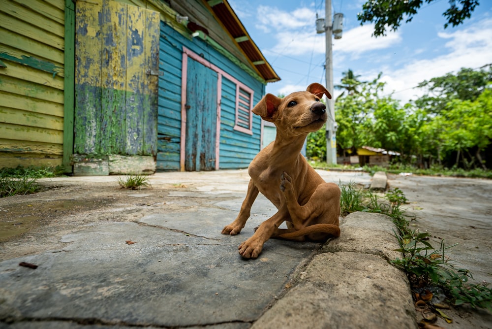 brauner, kurzhaariger Hund sitzt tagsüber auf grauem Betonboden