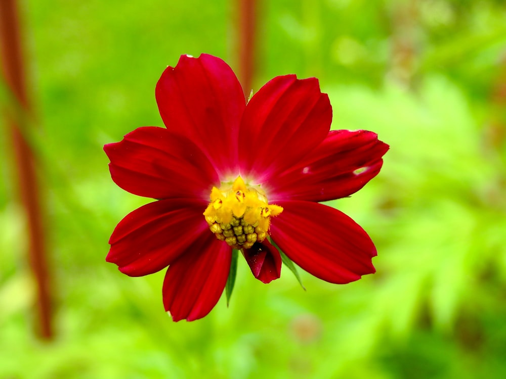 red and yellow flower in tilt shift lens