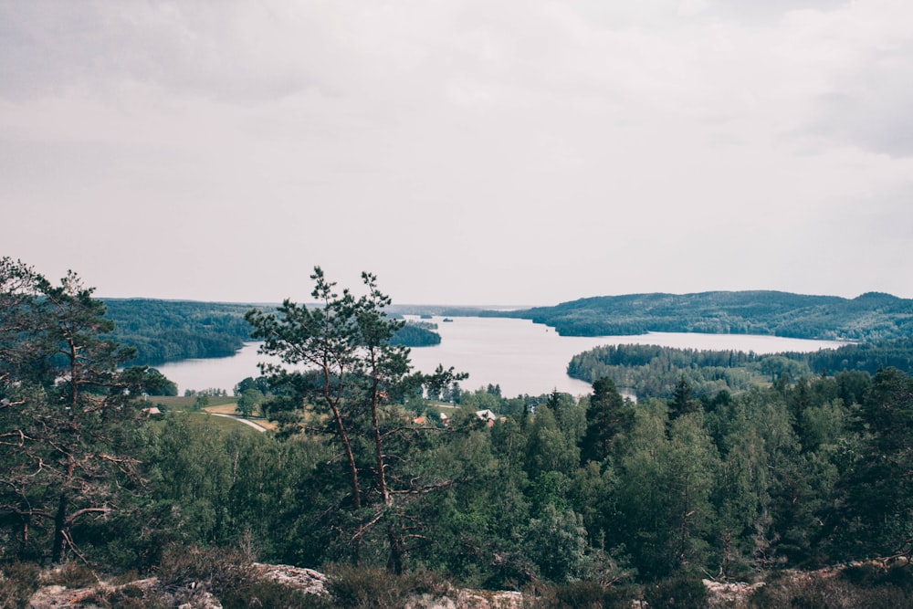 green trees near body of water during daytime