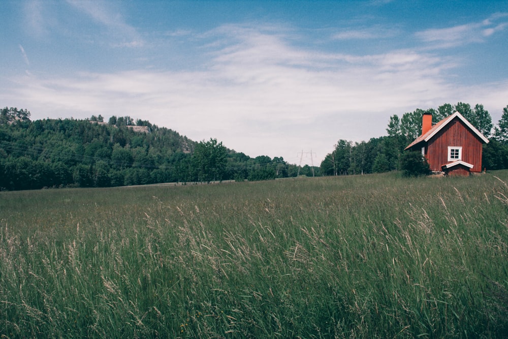 green grass field under blue sky during daytime