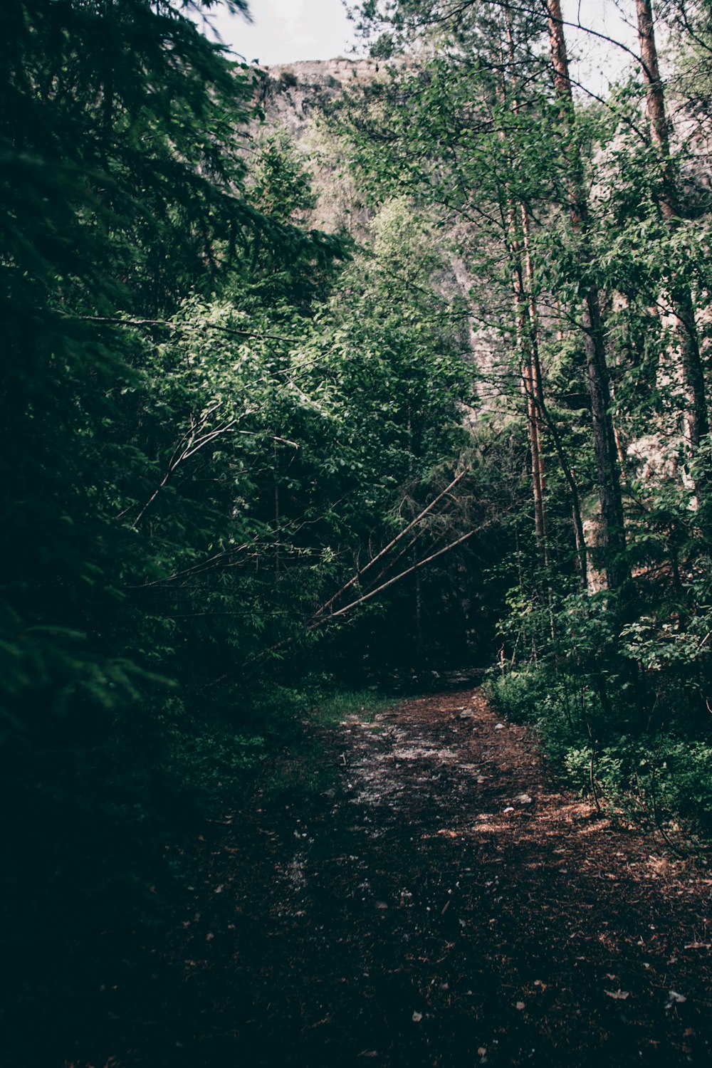 green trees on forest during daytime