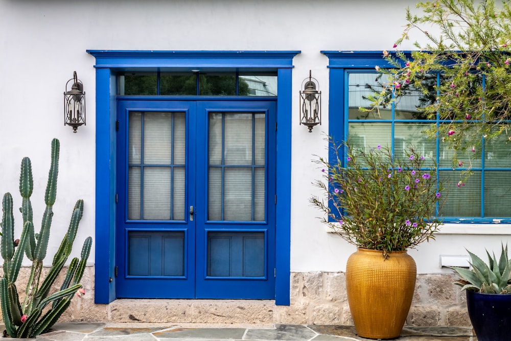 blue wooden door with green plant in brown clay pot