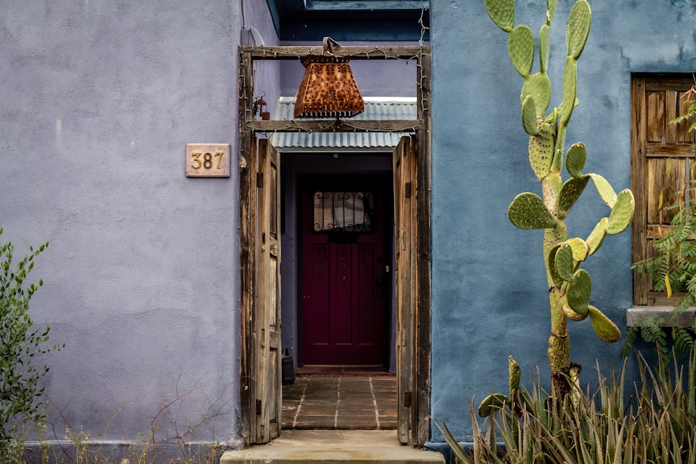 brown wooden door with green cactus plants