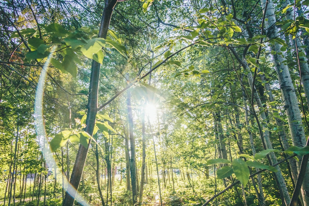 sun rays coming through green trees