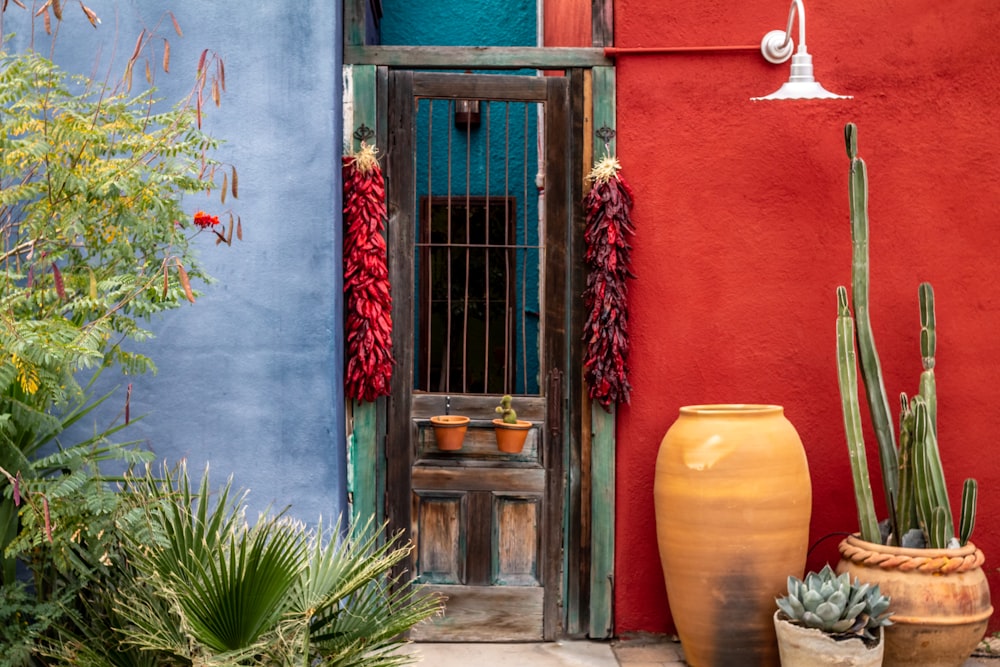 green potted plant beside brown wooden door