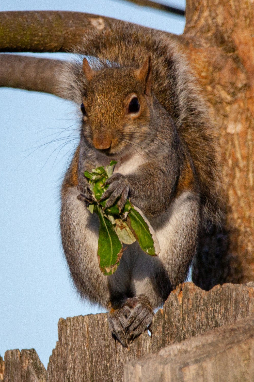 brown squirrel on tree branch during daytime