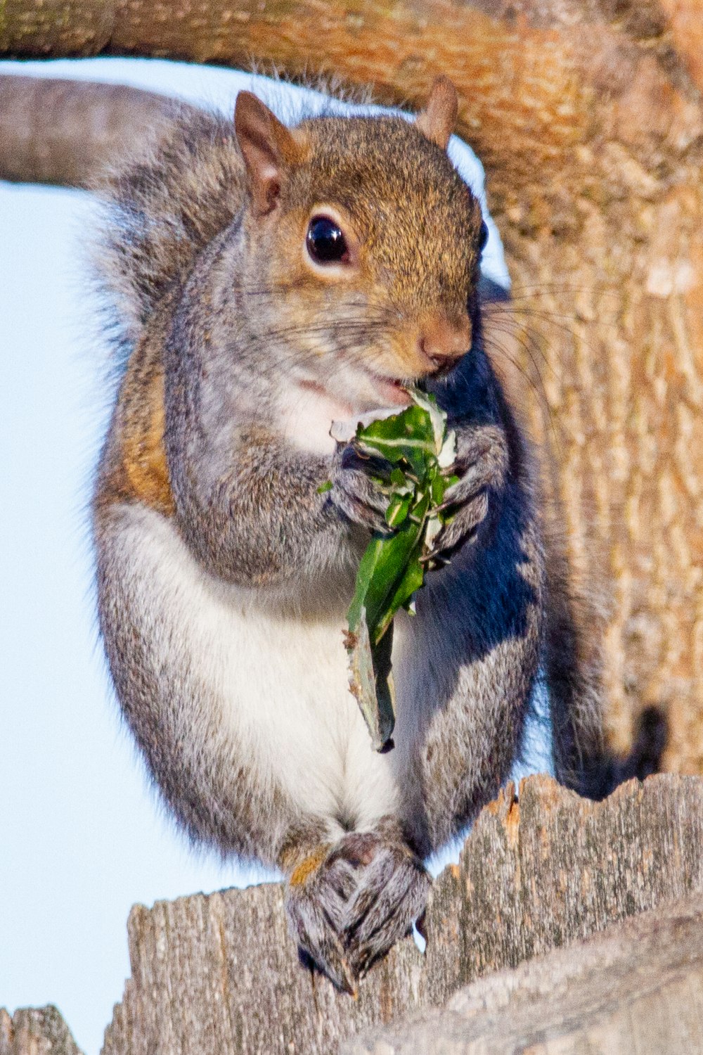 brown and white squirrel eating green leaf