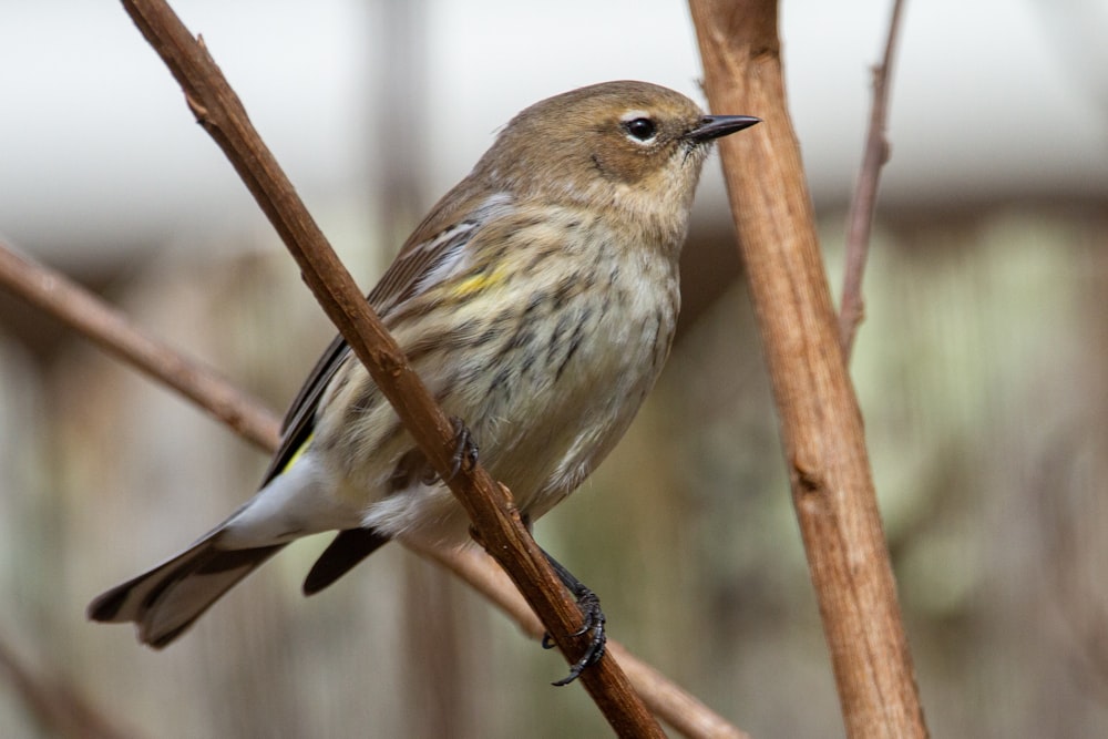 brown and white bird on brown tree branch