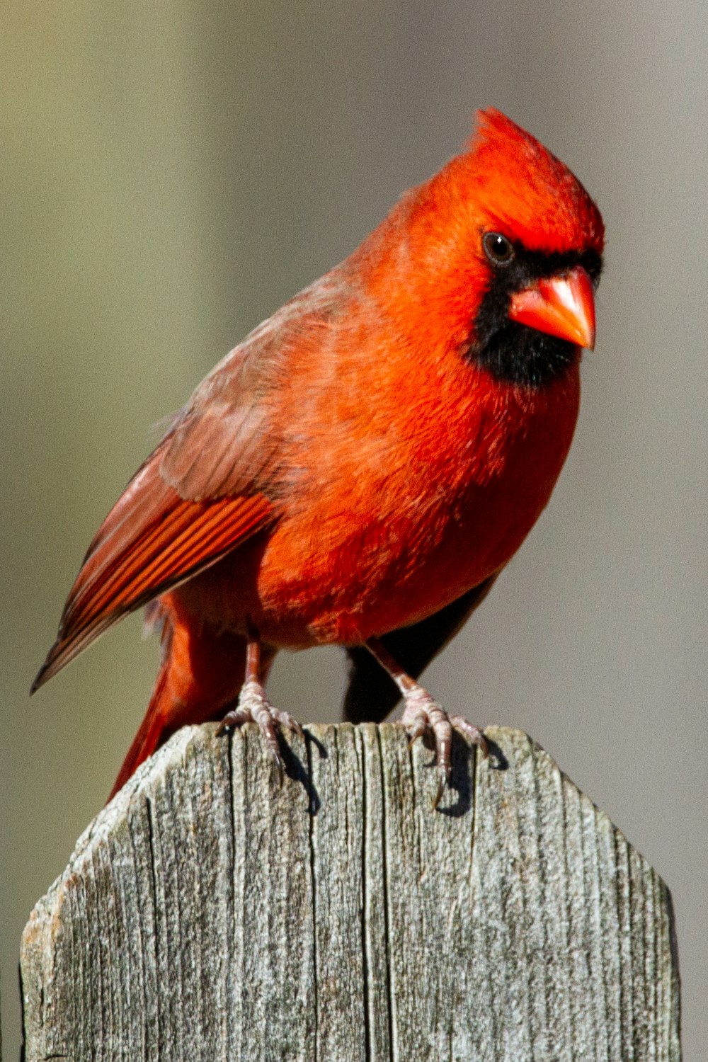 灰色の木製の柵に赤と黒の鳥