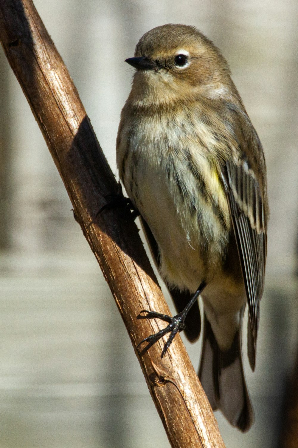 brown bird on brown tree branch