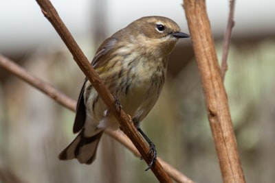 brown bird on brown tree branch during daytime