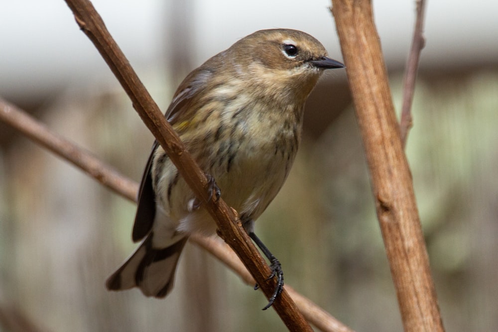 brown bird on brown tree branch during daytime