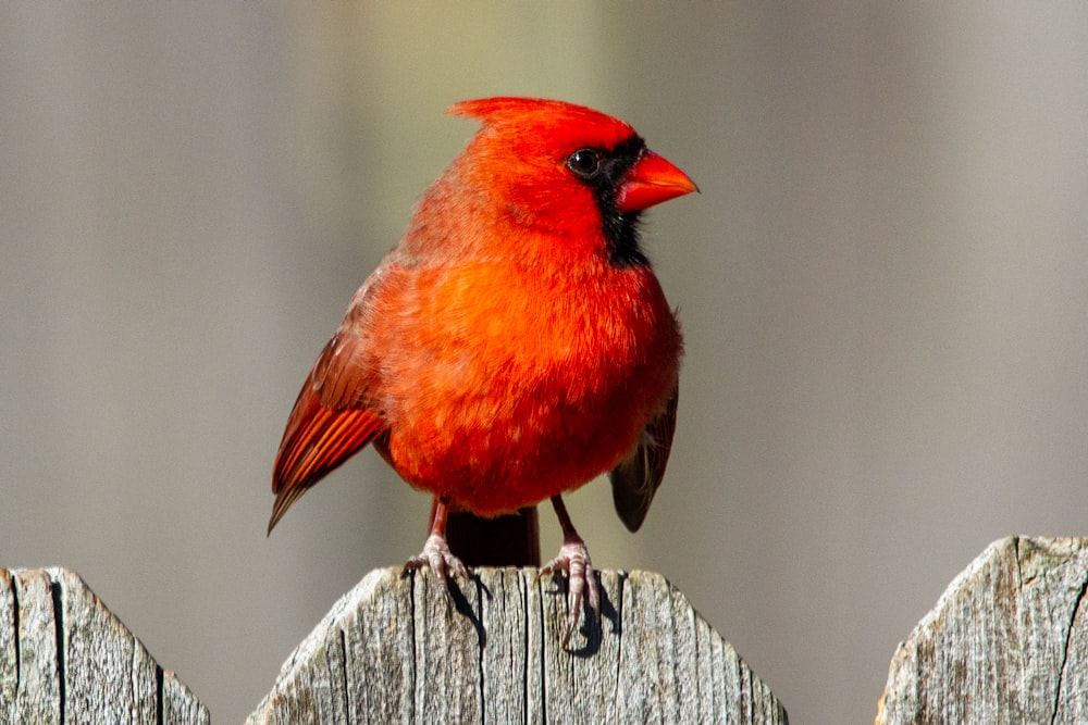 red cardinal perched on gray wooden fence