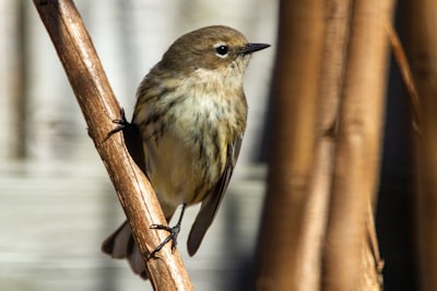 brown bird on brown tree branch
