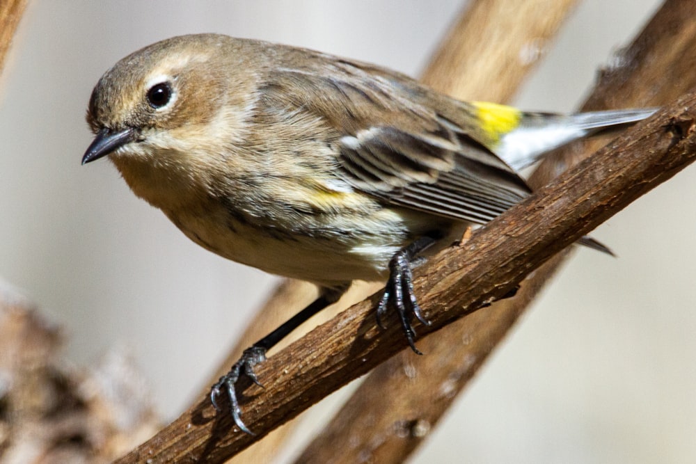 brown and yellow bird on brown tree branch