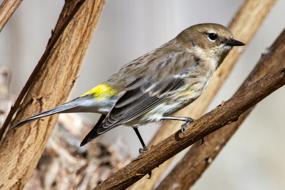 brown and yellow bird on brown tree branch