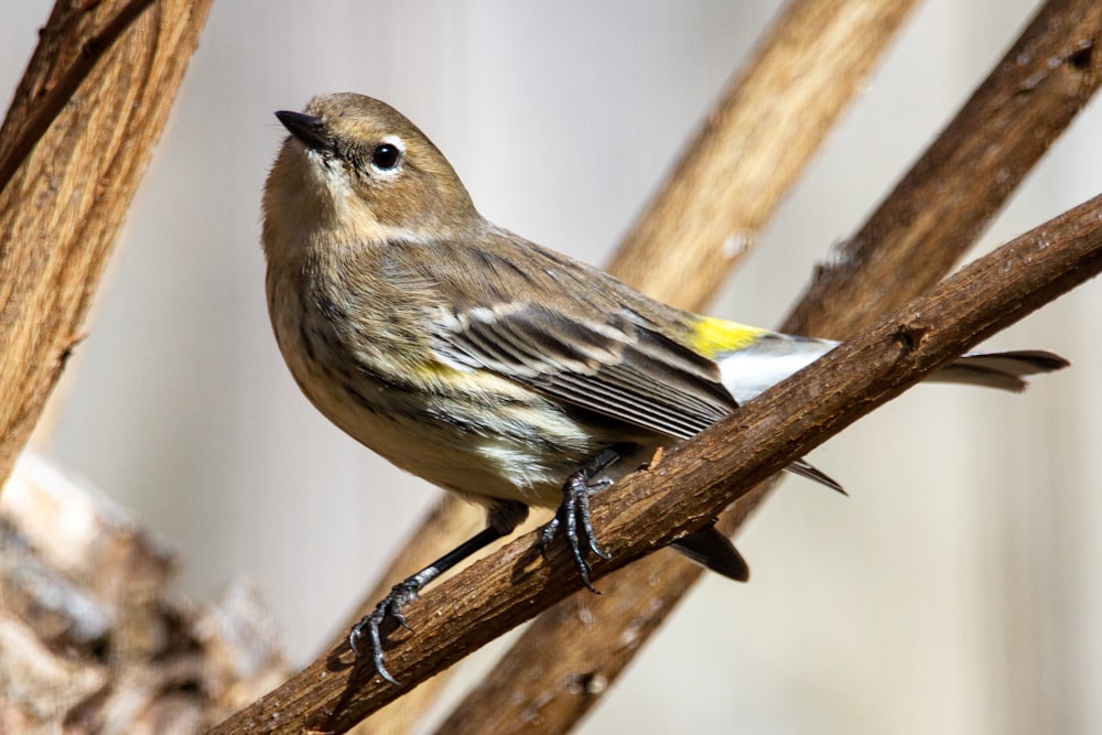 brown and yellow bird on brown tree branch