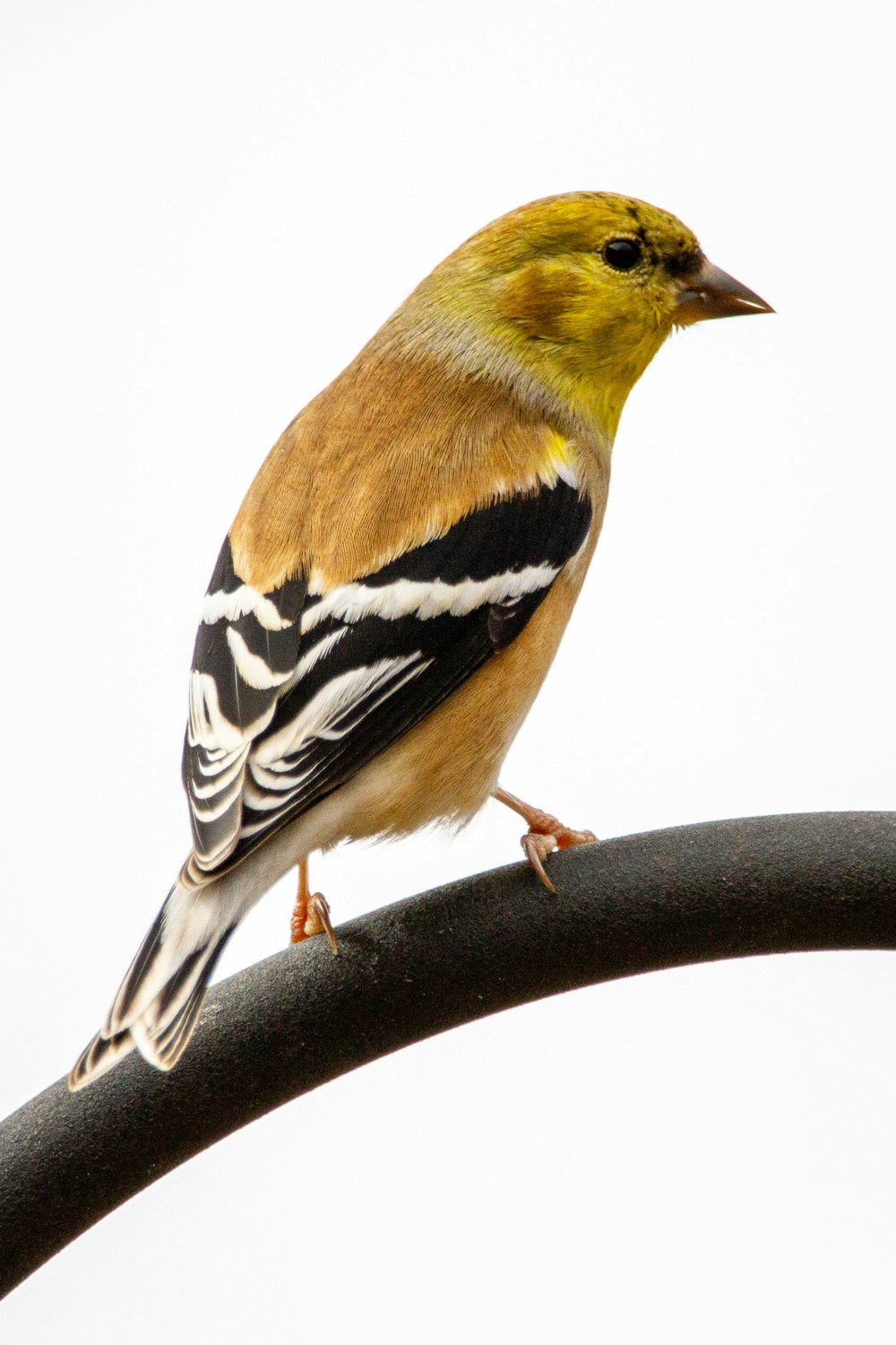 pássaro amarelo e preto no galho da árvore