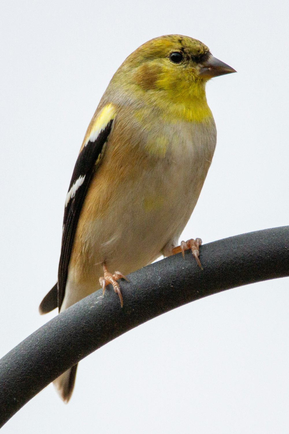 gelber und schwarzer Vogel am braunen Ast