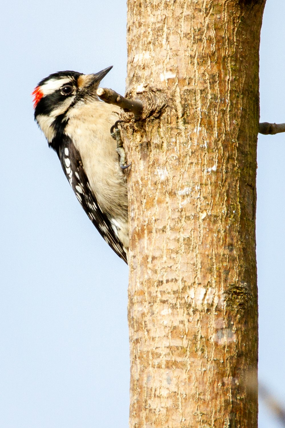 white black and red bird on brown tree branch