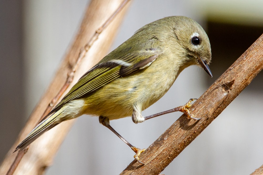 green and yellow bird on brown tree branch