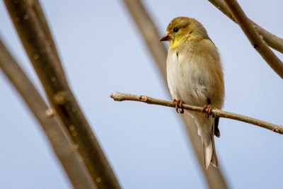 yellow and brown bird on brown tree branch