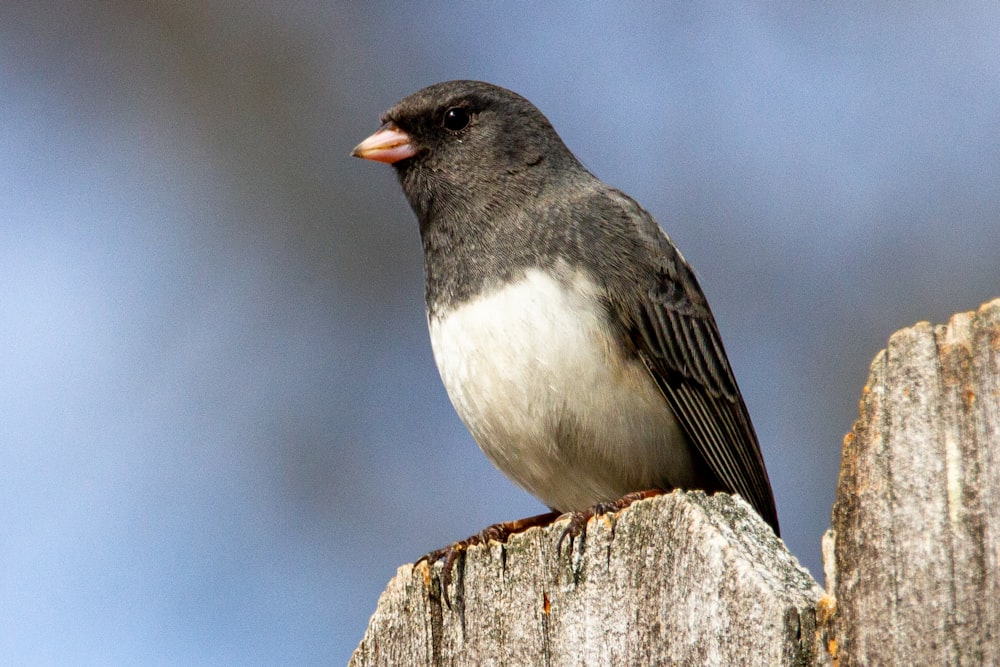 black and white bird on brown wooden post