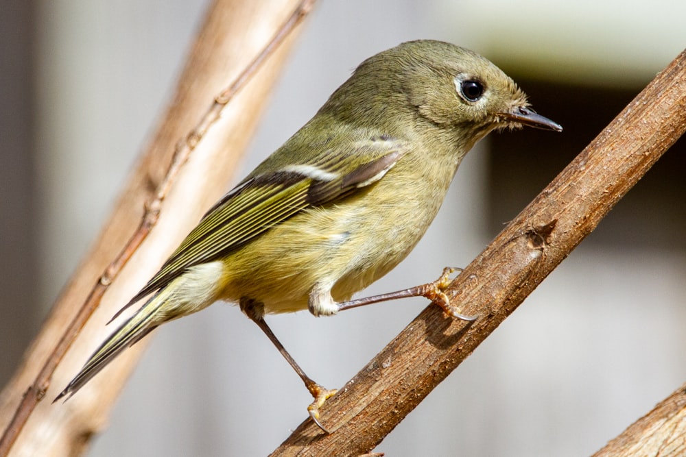 brown and yellow bird on brown tree branch