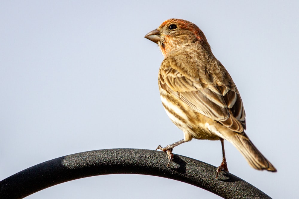 brown bird on black tree branch