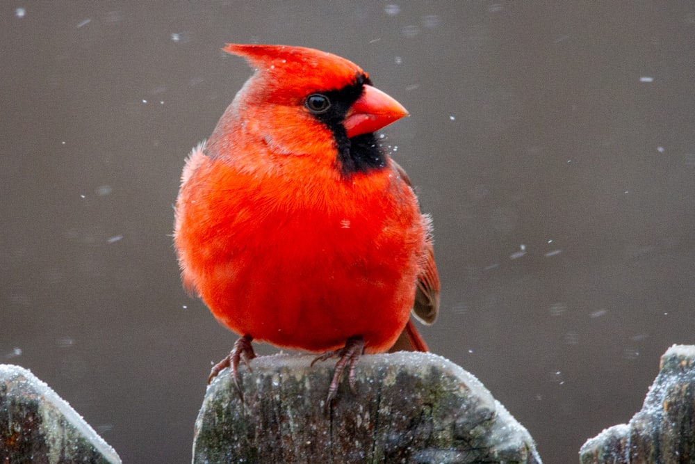 red cardinal bird on gray rock