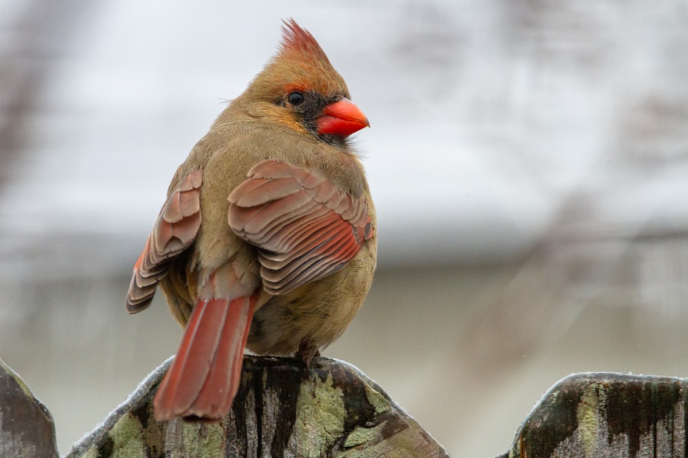 Uccello marrone e rosso sul ramo dell'albero