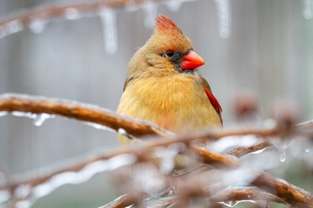 yellow and red bird on brown tree branch