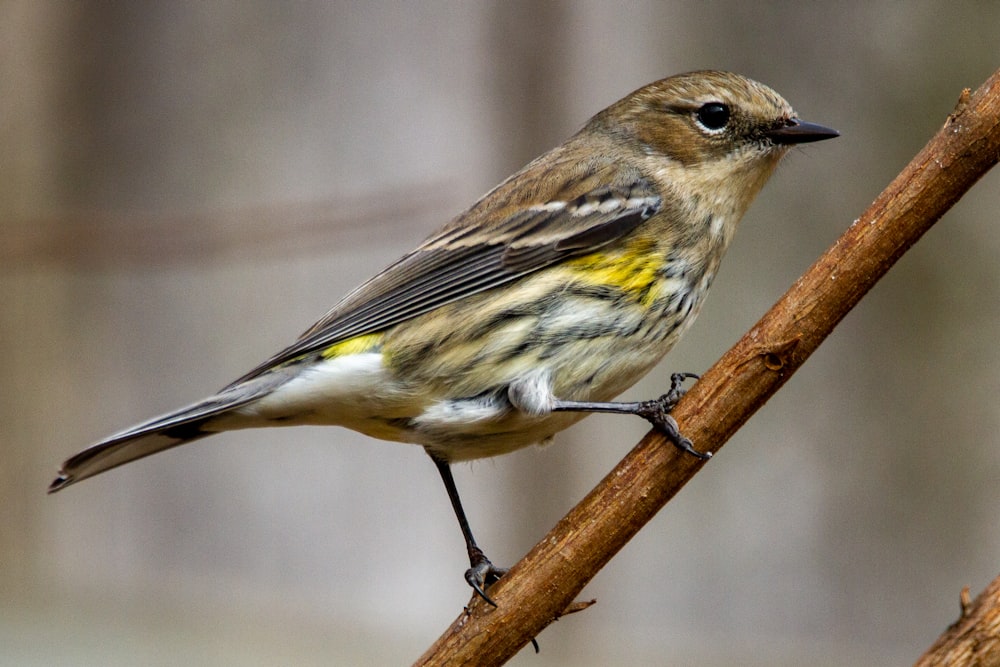 a small bird perched on top of a tree branch