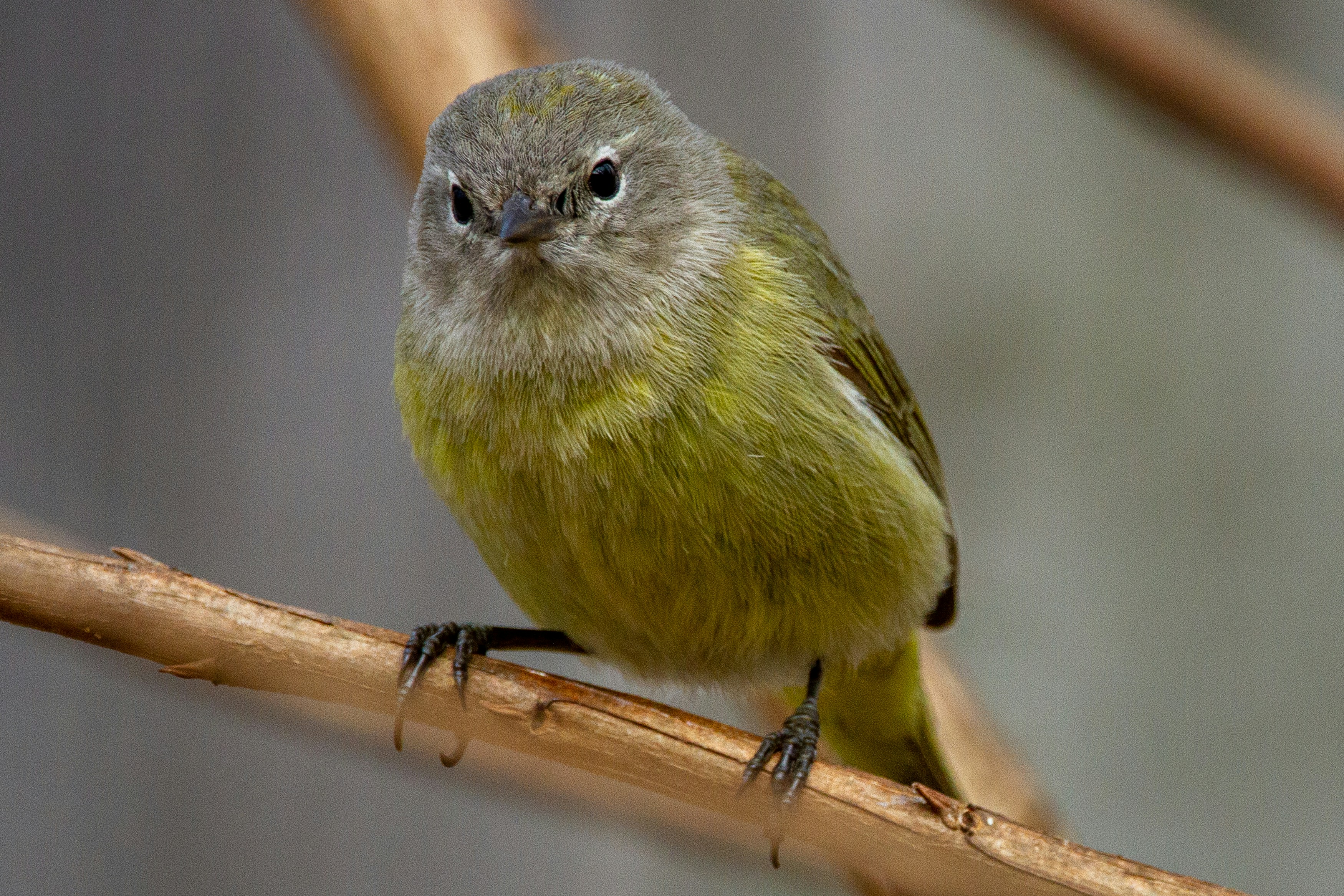 An orange-crowned warbler perched on a branch.