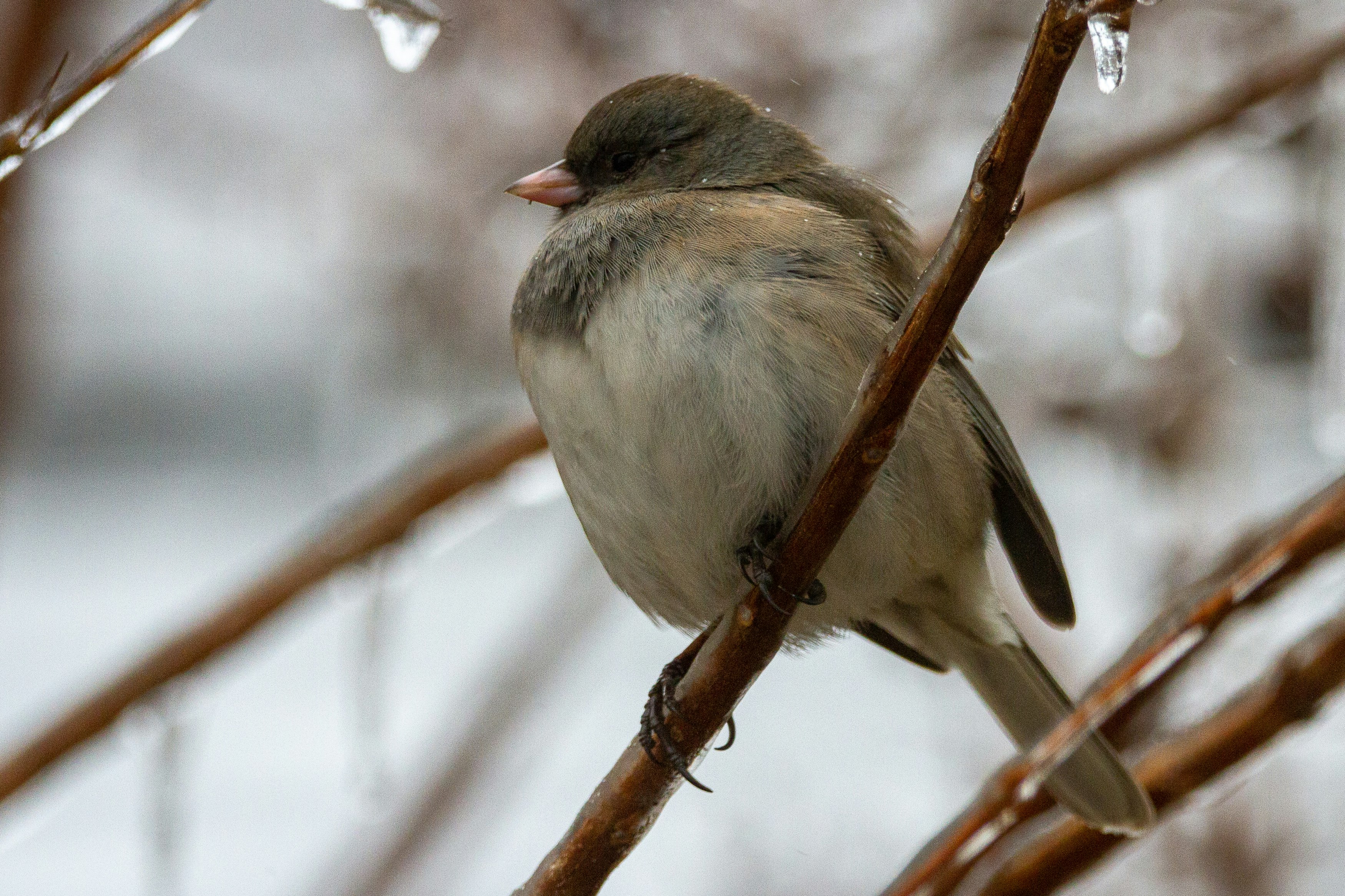 A dark-eyed junco perched on an icy branch.
