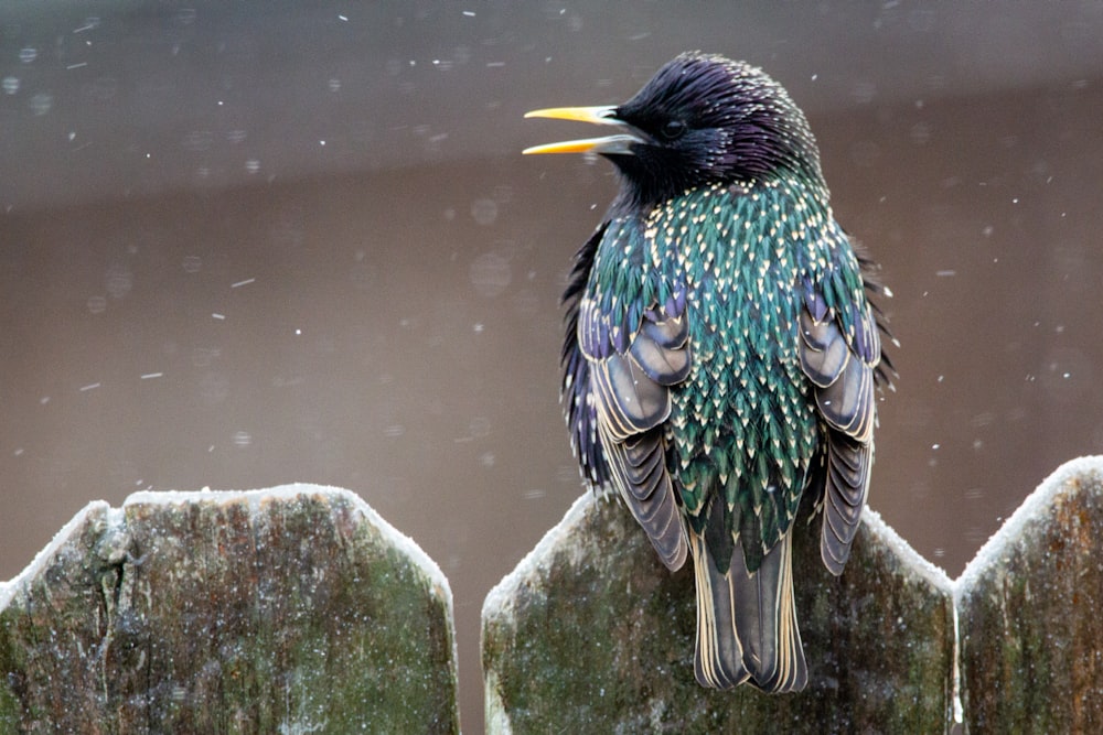 blauer und gelber Vogel auf weißem Felsen