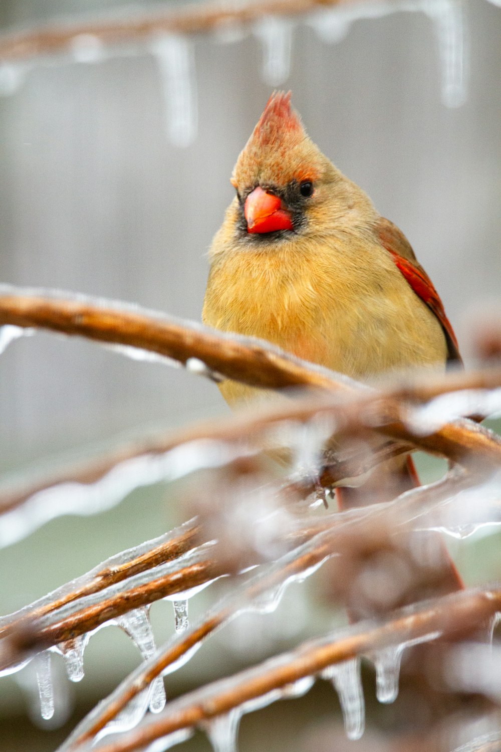 yellow and red bird on brown tree branch