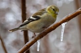 yellow and black bird on brown tree branch
