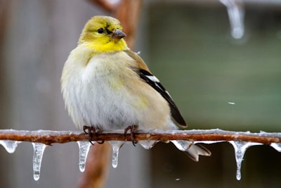 yellow and black bird on brown tree branch