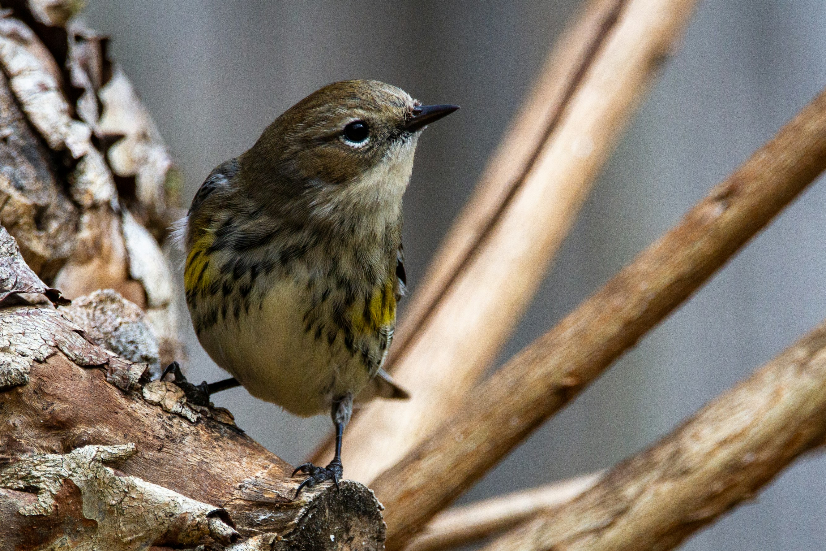 Is Widespread Pesticide Use Connected To Grassland Bird Declines?