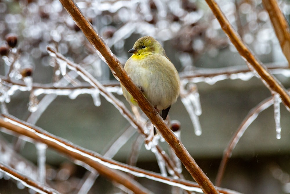 yellow bird on brown tree branch