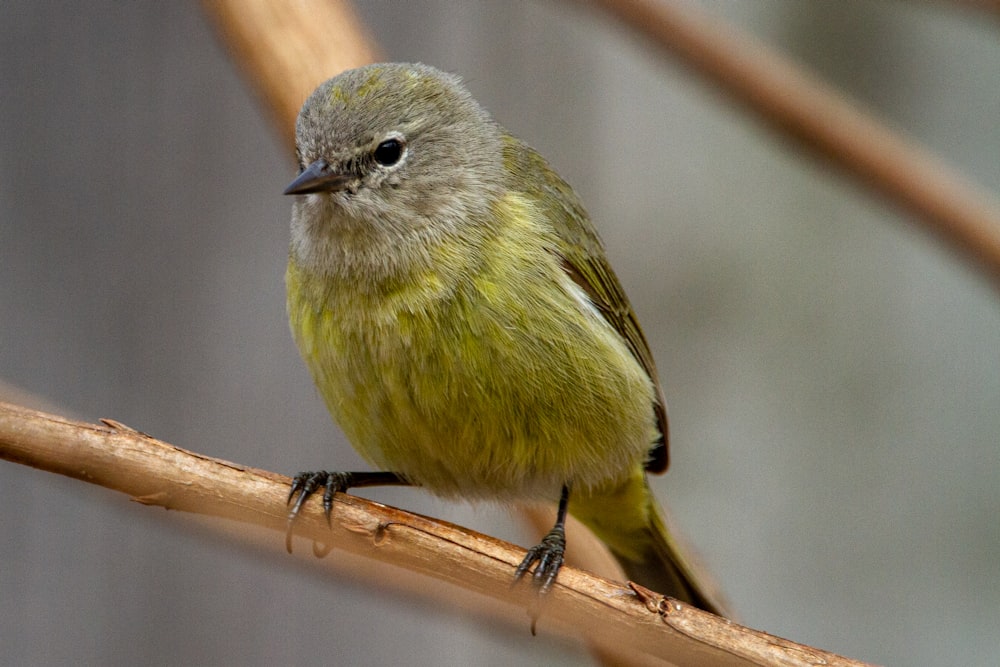 green and gray bird on brown tree branch