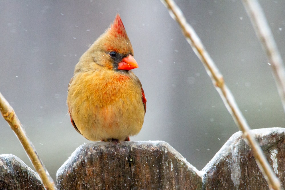 brown and orange bird on brown wooden stick