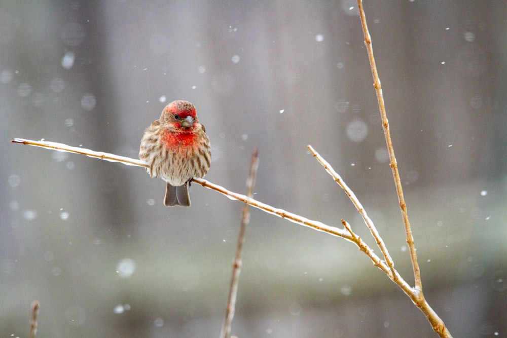 red and brown bird on brown tree branch