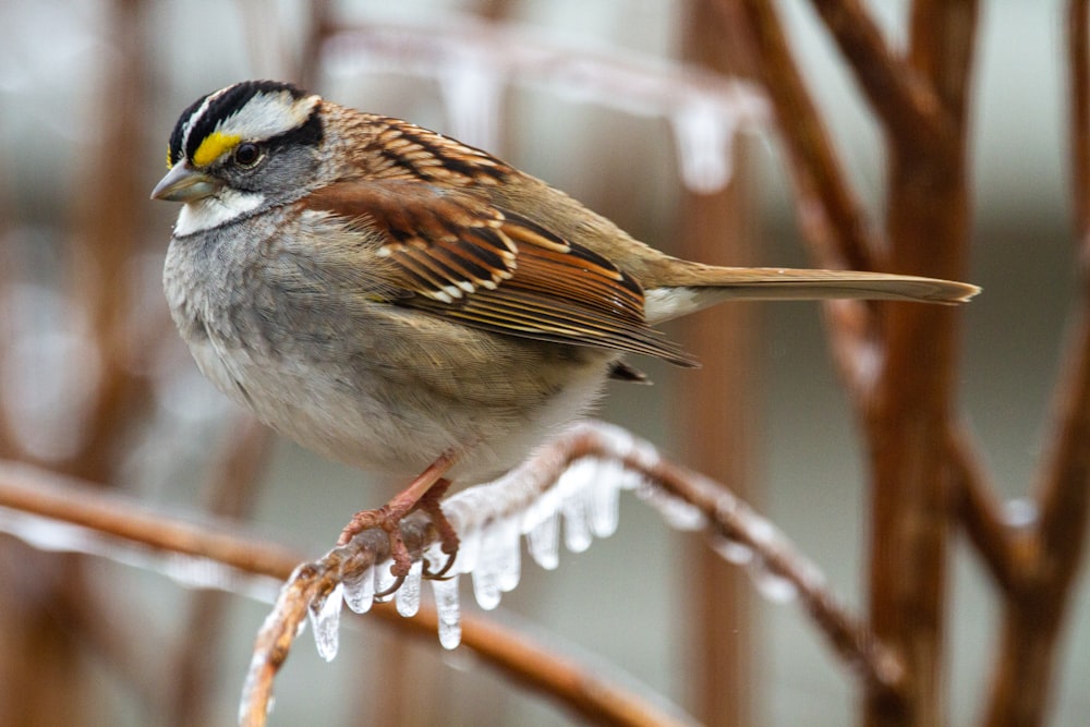 brown and white bird on brown tree branch