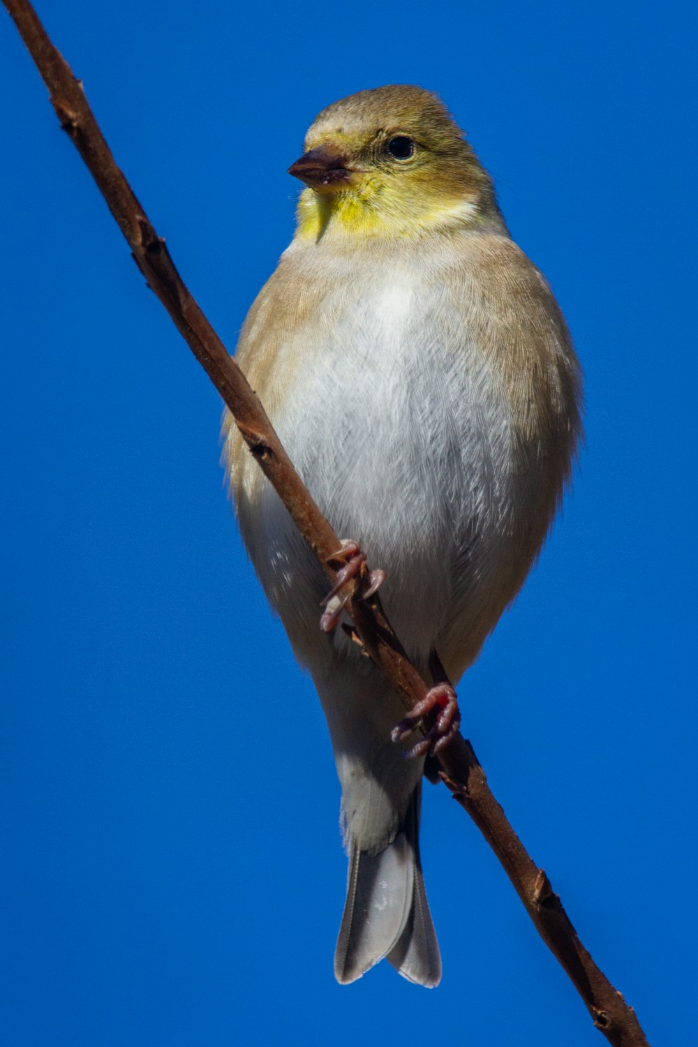 Uccello giallo, bianco e grigio sul ramo marrone dell'albero durante il giorno