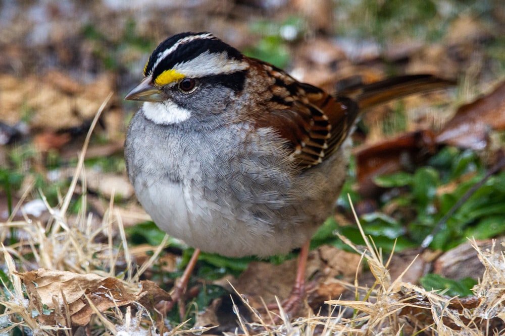 brown and white bird on brown grass