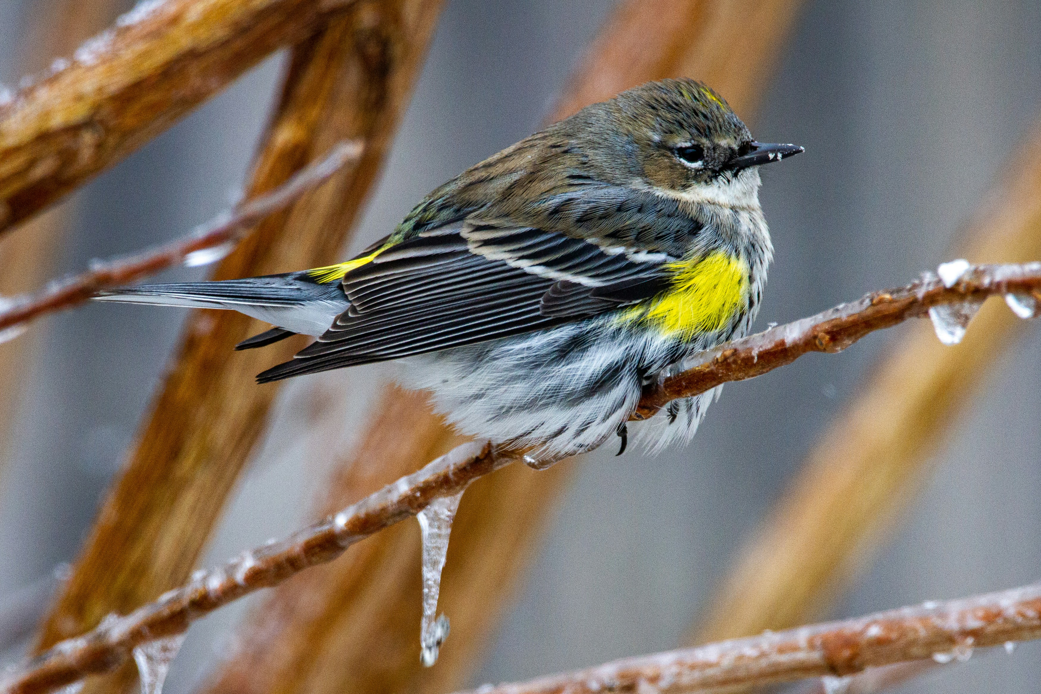 茶色の木の枝に茶色と黄色の鳥の写真 – Unsplashの鳥の無料画像
